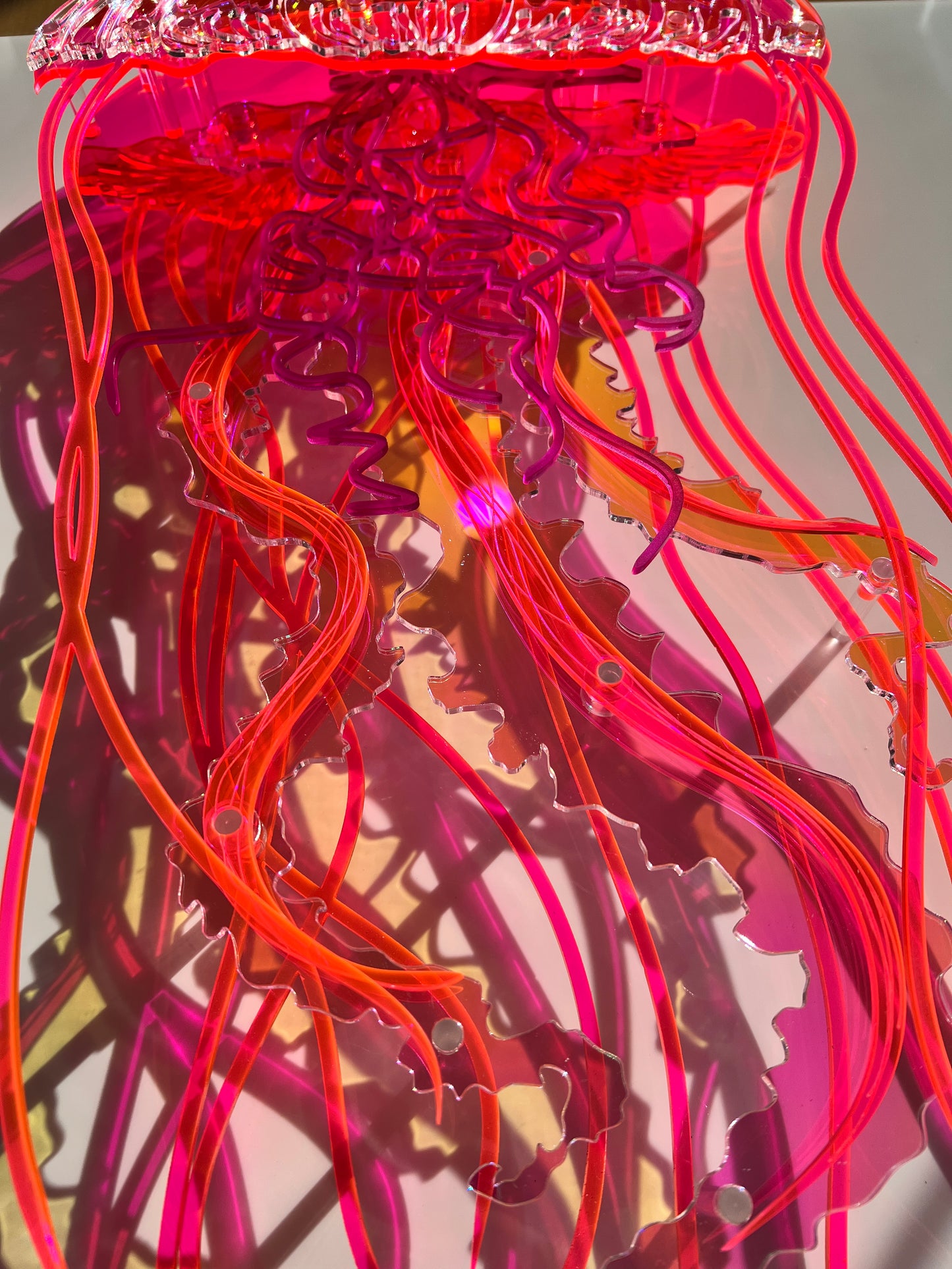 Jellyfish
