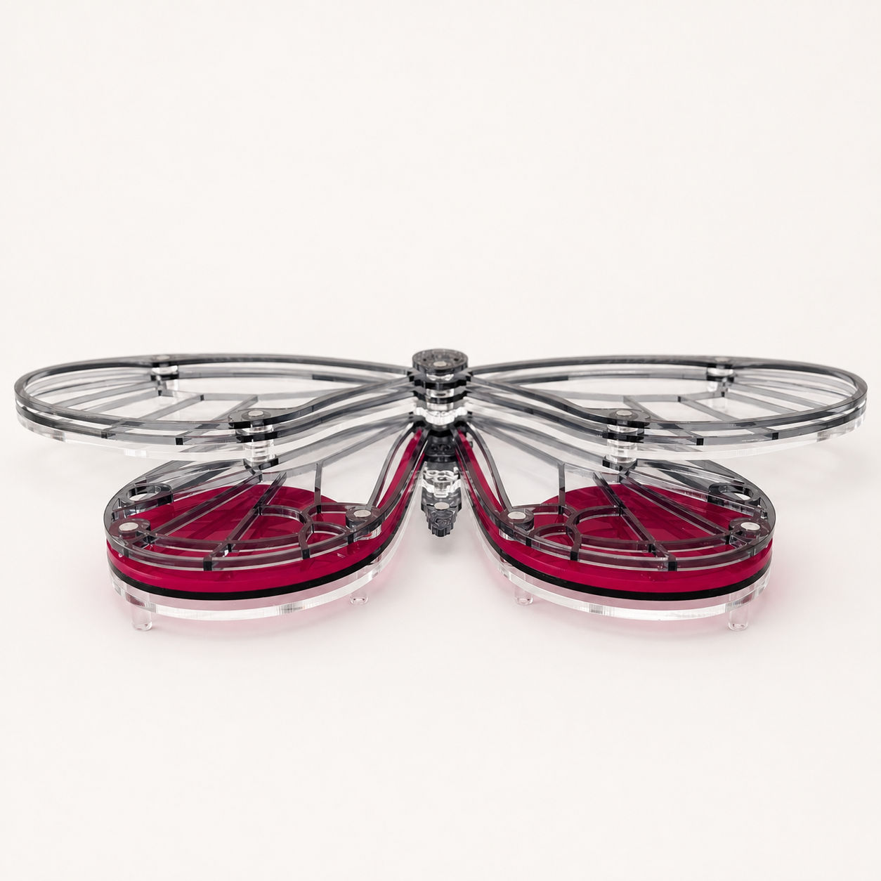 Glass Wing Butterfly