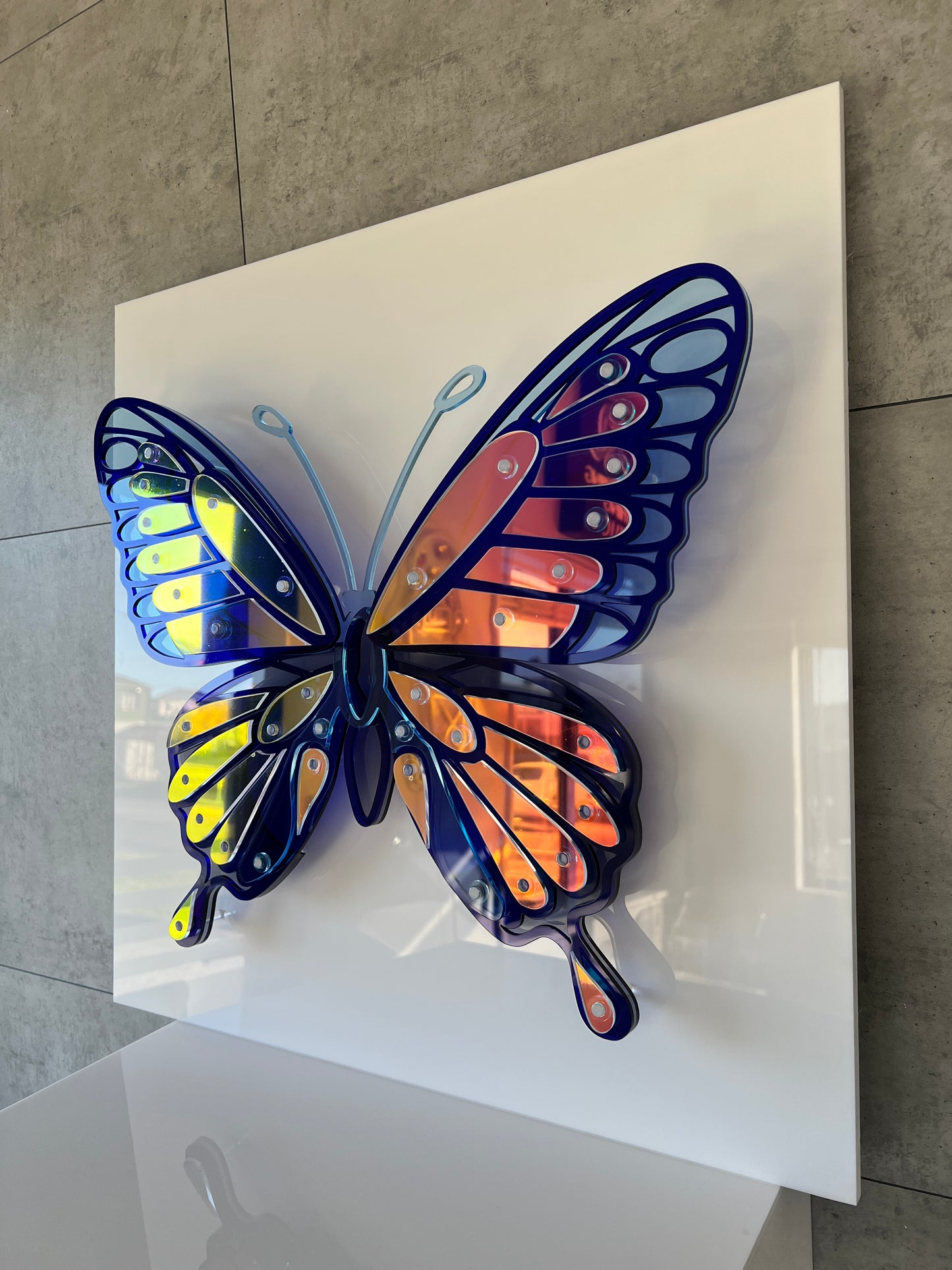 Blue Butterfly side view in display case showing 3D depth effect