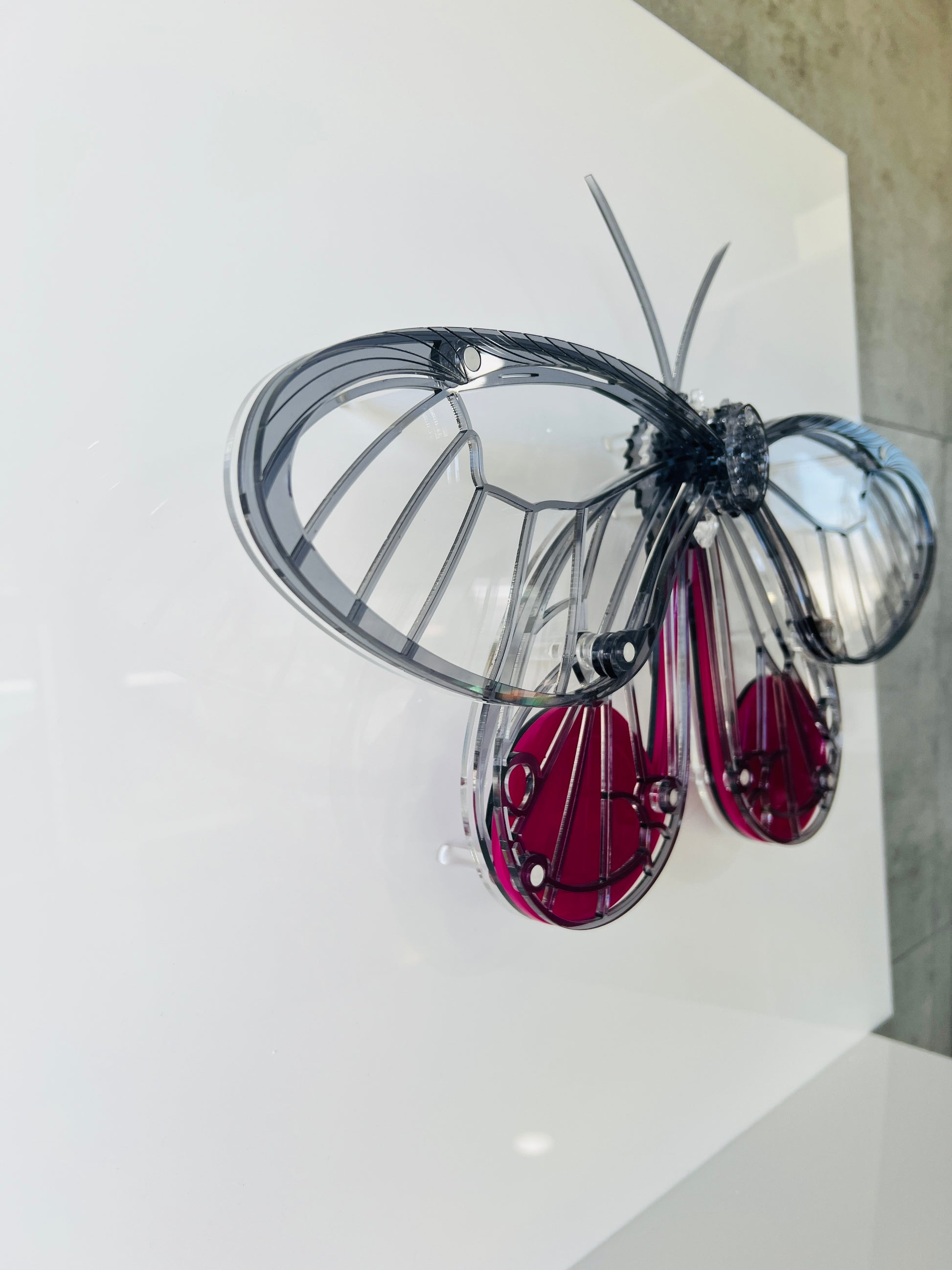 Glasswing Butterfly close-up showing etched wing detail and transparent layers