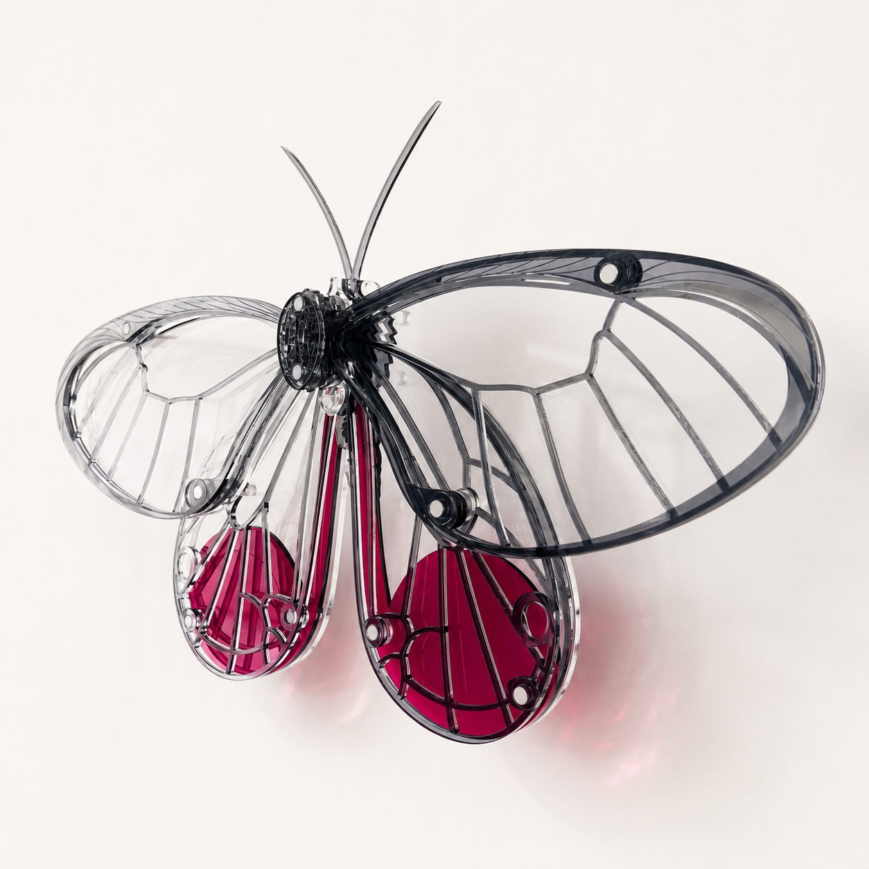 Glass Wing Butterfly