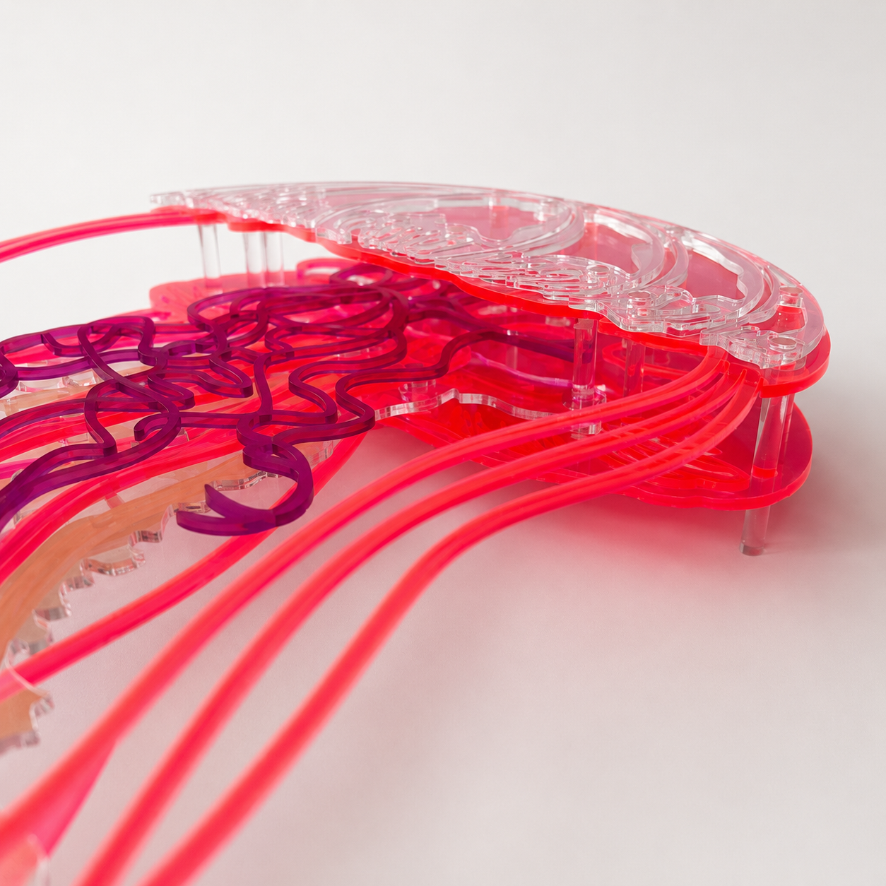 Jellyfish